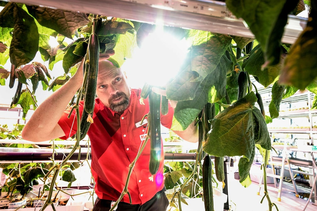 Prêt pour la récolte ? Jerker Hansson inspecte les concombres arrivés à maturité. Il faut environ trois semaines pour que les plantes déracinées soient prêtes à être consommées.