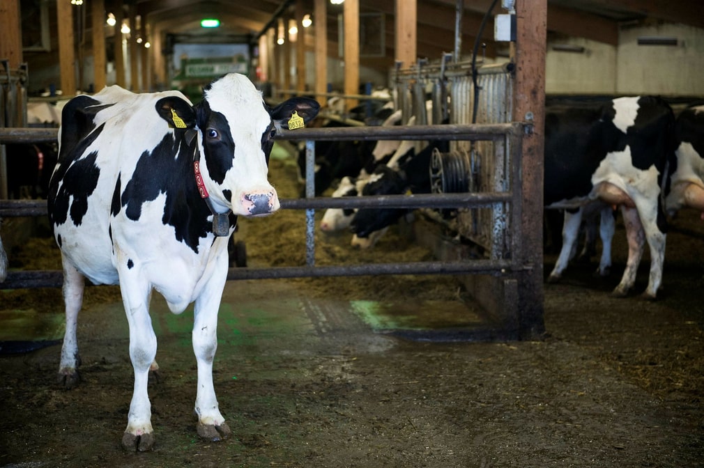 Le prix du lait et des produits laitiers a fortement augmenté pour les consommateurs l'année dernière. Il y a maintenant un excédent de lait.