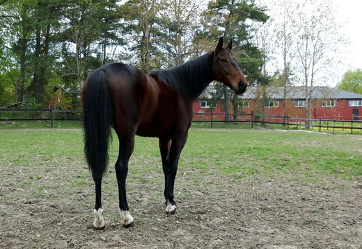 Just Believe a remporté 18 de ses 57 départs, mais les experts suédois du trot ne croient pas que le cheval se qualifiera pour la finale.