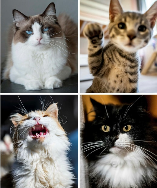 Qu'est-ce qui fait qu'un chat est un chat ? Lorsque l'IA de Google a appris à reconnaître des chats sur des photos, l'intelligence artificielle a fait un grand pas en avant.