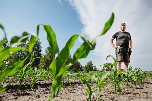 Christer Sandberg, de la ferme Tångebo à Varnum, entre Borås et Ulricehamn, a commencé à cultiver du maïs il y a quatre ans, mais ce n'est que maintenant qu'il est possible de cultiver du maïs ici pour de vrai.