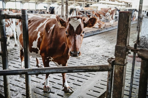 Si la nourriture n'est pas suffisante, les agriculteurs comme Christer Sandberg peuvent être contraints d'envoyer plusieurs animaux à l'abattoir. L'état des vaches est étroitement surveillé : la quantité de lait que chaque vache produit, la qualité du lait, la quantité de nourriture, les mouvements et la rumination des animaux.