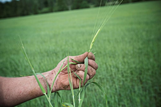 Christer Sandberg montre un plant d'orge. Les céréales ont besoin d'eau dans les prochains jours pour éviter une mauvaise récolte.