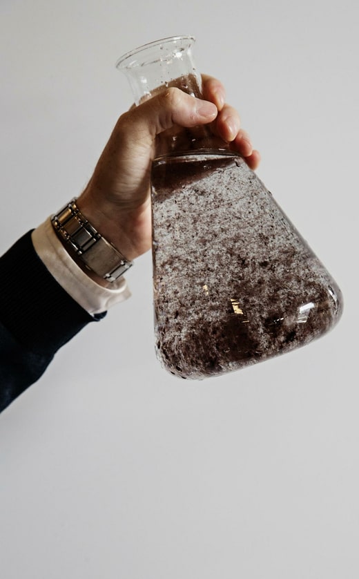 L'algue rouge Asparagopsis taxiformis pousse naturellement en Australie.