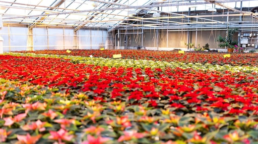 Les poinsettias existent dans de nombreuses couleurs différentes. Dans le jardin de Tiit poussent des étoiles aux feuilles rouges, roses et blanches.