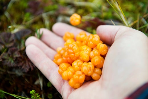 Les mûres des marais sont généralement relativement chères par rapport aux autres baies, mais aucune des entreprises alimentaires contactées par DN et Hufvudstadsbladet n'a accepté le prix exceptionnellement bas de Frombio.
