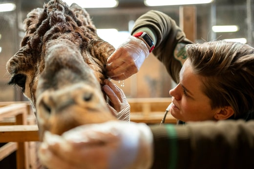 Garp, la girafe la plus âgée, se fait laver les yeux.