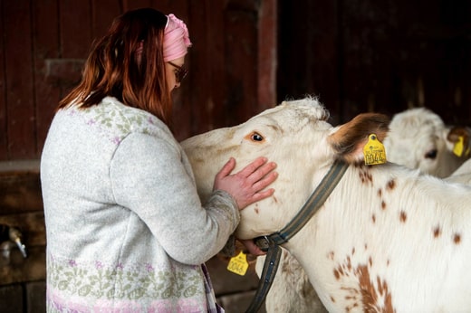 Karin Jansson possède six vaches dans sa ferme, dont quatre appartiennent à la race Bohuskulla, menacée d'extinction.