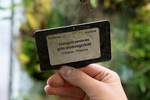 Les orchidées constituent l'une des plus grandes familles de plantes et comptent des milliers d'espèces.