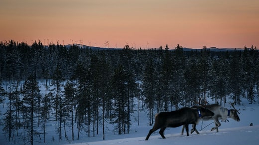 L'énergie éolienne a obligé l'industrie du renne autour de Markbygden à s'adapter, notamment en augmentant le nombre d'animaux de soutien et le personnel. Mais le village sami concerné n'a pas encore reçu d'informations sur ce qu'il adviendra de la compensation des coûts supplémentaires lorsque la société Markbygden Ett aura été réorganisée.