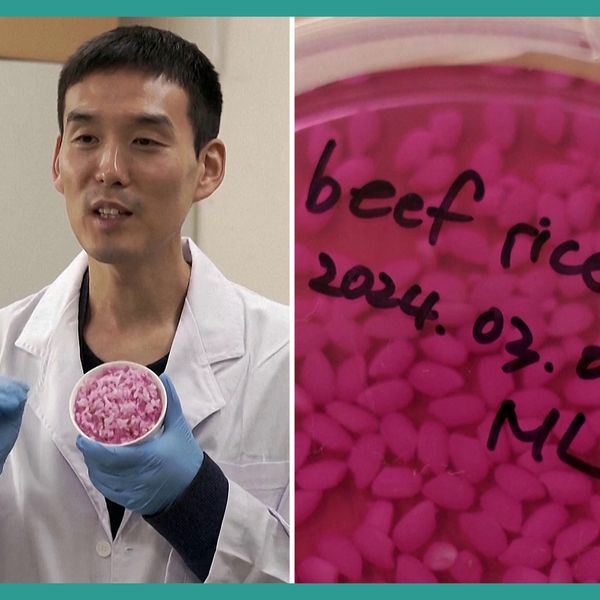 Photo : Université Yonsei / Reuters Steak de riz